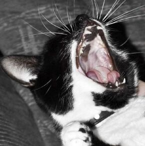 Gato boca.jpg