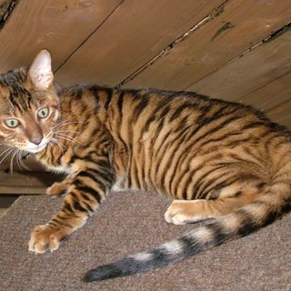 Gato toyger Wiki Gatopedia FANDOM powered by Wikia