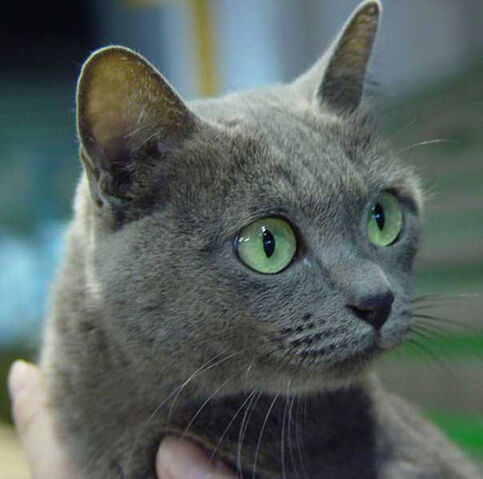 Archivo:Korat4.jpg