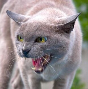 Gato estrés.jpg
