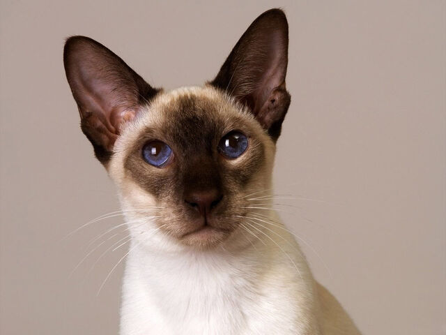 Archivo:Peterbald6.jpg