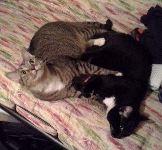 File:Kittehs.jpg