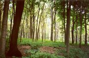 Morton Arboretum woodland