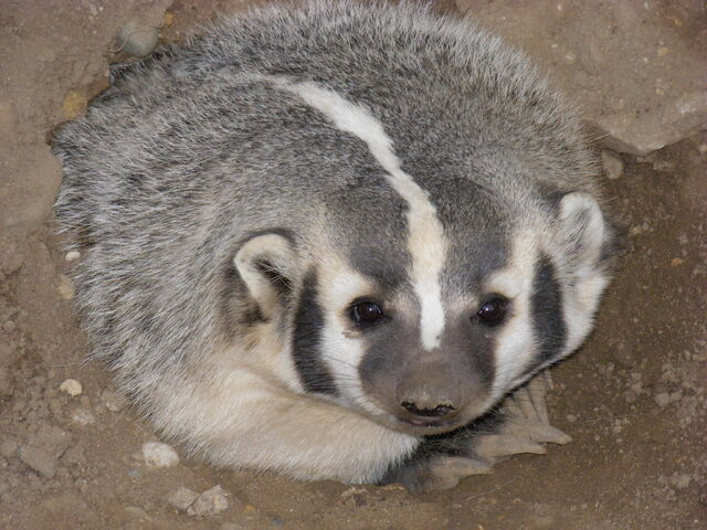 File:AmericanBadger.jpg