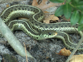 Garter-Snake
