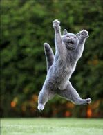 Jumping-cats22 (1)