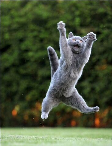 File:Jumping-cats22 (1).jpg