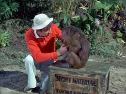 Gilligan monkey