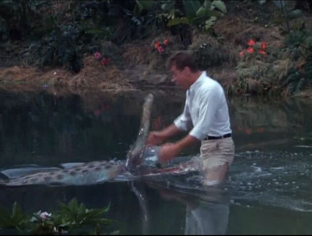 File:Alligator.jpg