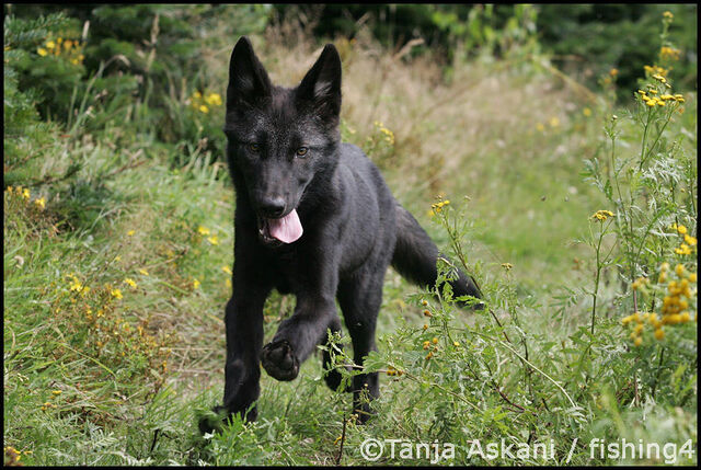 File:Kiba.jpg