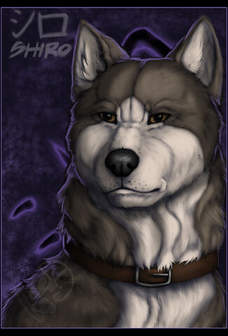 Файл:Shiro.jpg