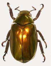 Golden Jewel Scarab