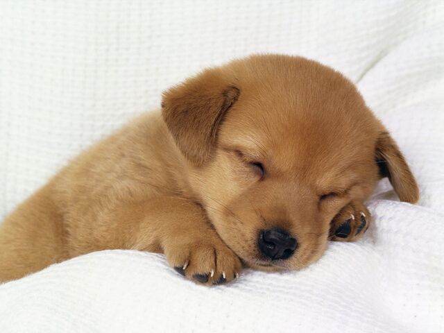File:Cute-little-puppy-wallpaper.jpg