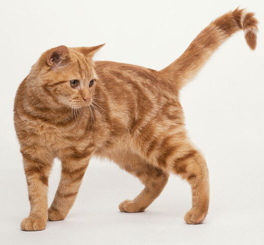 File:Thunderfang-1-.jpg