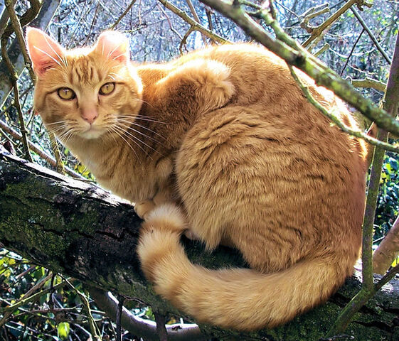 File:Tresire cat by kitsunekko-1-.jpg