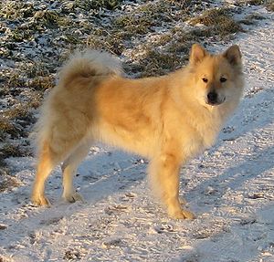 File:300px-Eurasier-bm.jpg