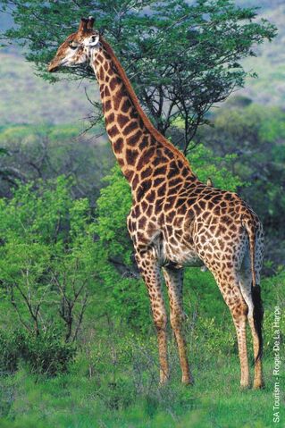 File:Giraffe3.jpg