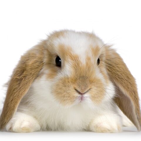 File:Bunny -1.jpg