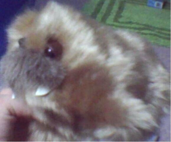 File:Walrus.jpg