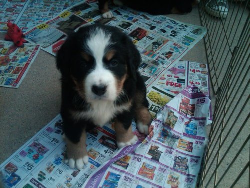 File:Puppy.jpg