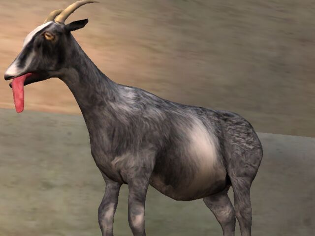 File:Normal Goat.jpg