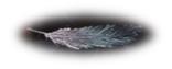 Phoenix feather