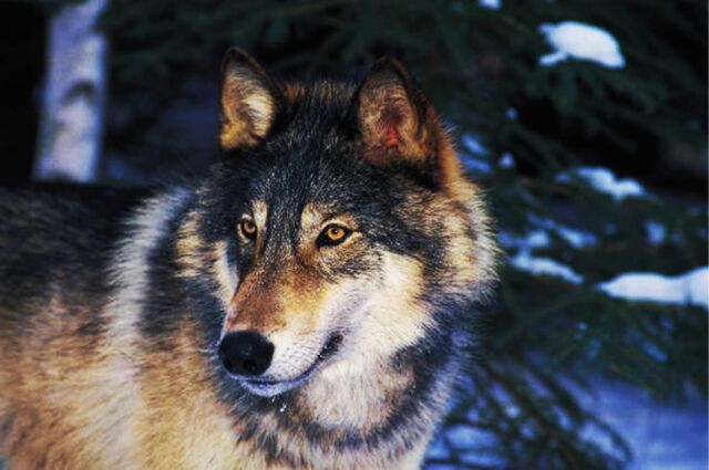 File:Sera wolf.jpg
