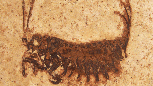 File:Real muto.gif