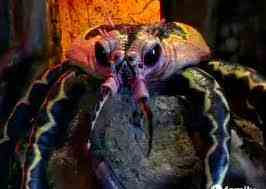 Images-scorpius