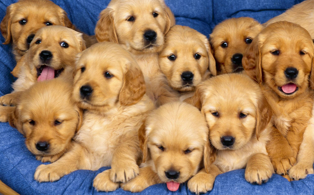 File:Golden retriever puppies.png