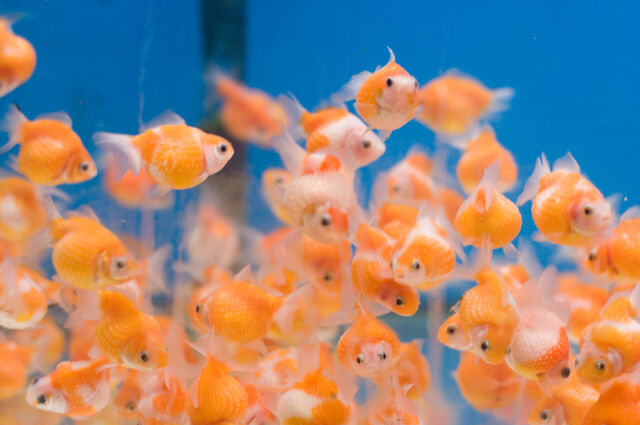 File:VeryRoundGoldFishLg (1).jpg