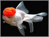 Oranda1.jpg