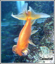 Celestial1