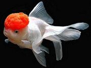 Oranda-300x223