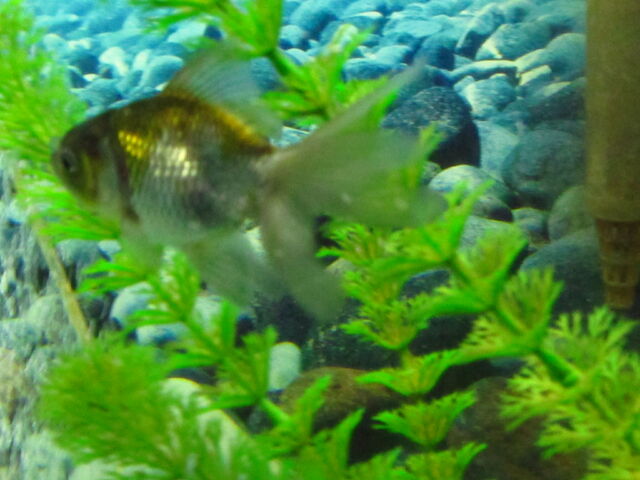 File:Blue Oranda.jpeg