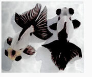 Panda11