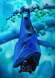 Blue bat