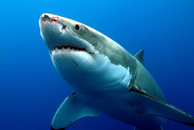 File:Seapics-GWS3.jpg
