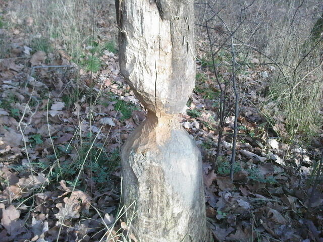 File:Tree cut by beaver.jpg