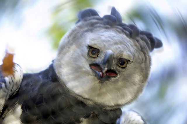 File:Harpy-eagle.jpg