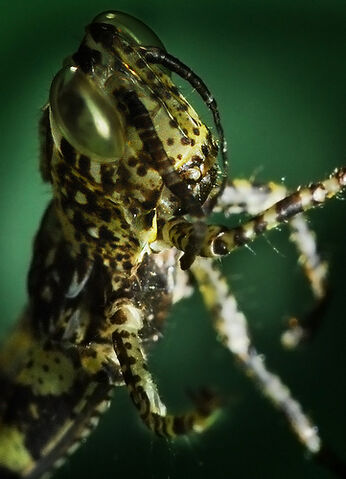 File:BabyGrasshopper.jpg