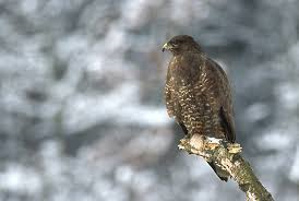 Buzzard Hawk