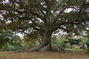 Fig-tree1