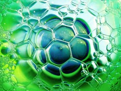 File:Algae2.jpg