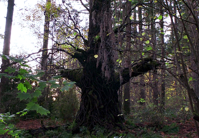 File:609-Jubokko.png