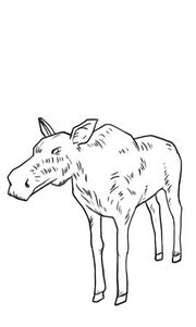 Cow moose