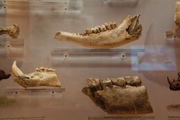 Museo di storia naturale Grosseto 5