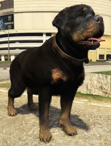 File:Rottweiler-NotChop-GTAV.jpg