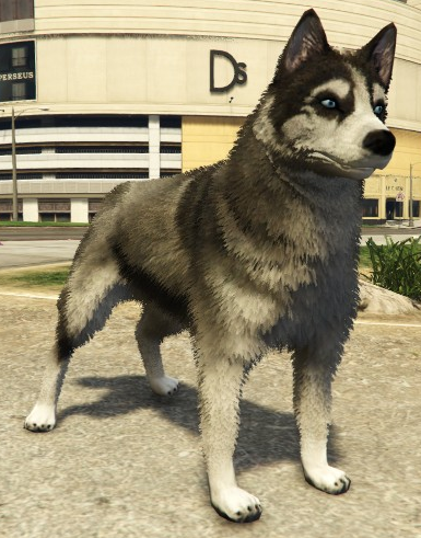 File:Husky-GTAV-PS4.png