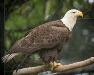 Aquila